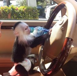 superb baby capuchin monkey ready for rehoming