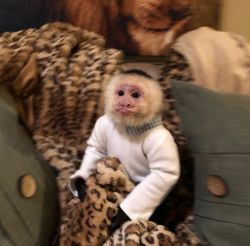Baby Capuchin Monkey ready to be apart of your family