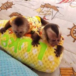 Lively healthy Capuchin Monkeys for sale