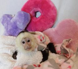 Baby Capuchin Monkey ready for re-homing