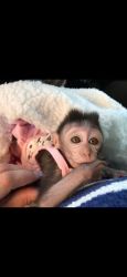 Baby macaque monkey