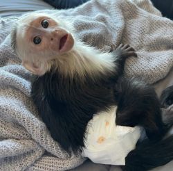 Marvelous home-trained baby Capuchin Monkeys available