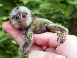 Charming capuchin and Finger Marmoset monkeys for adoption