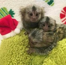 Charming Baby Capuchin Monkeys Adoption