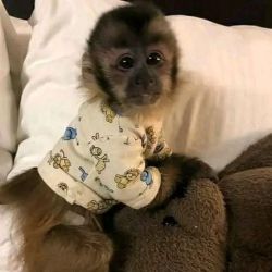 2 Male and Female Capuchin Available For Re-homing