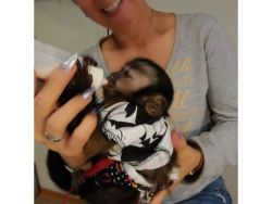 Well-trained Capuchin Monkey for adoption