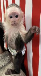 Beautiful baby Capuchin monkeys ready to be yours this 2023