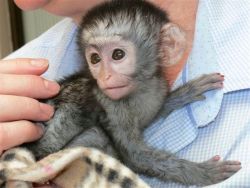 Healthy baby Capuchin Monkeys for sale