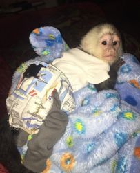Spontaneous Baby Capuchin Monkeys ready for re-homing