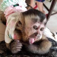 Capuchin female Monkey