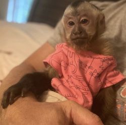 Get a Baby Capuchin or Marmoset Monkey