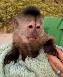 Capuchin Baby Monkeys