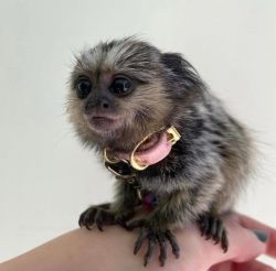 Get a Baby Capuchin or Marmoset Monkey ASAP