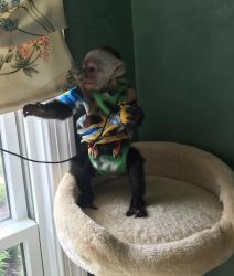 Get a Baby Marmoset or Capuchin Monkey ASAP