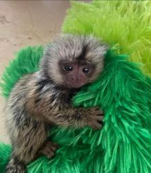 Stunnin Baby Capuchin Monkey and Marmoset monkeys