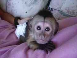 Adorable Capuchin,Marmoset and Squirrel Monkeys for Adoption