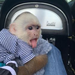 Enchanting Male and Female capuchin monkeys For Sale.