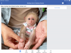Seeking capuchin female baby monkey