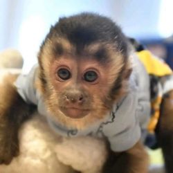 Capuchin monkeys for sale contact for rehoming