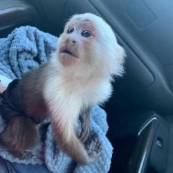 Capuchin baby monkeys for sale