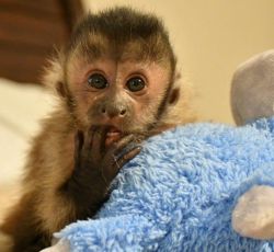 Capuchin monkeys for sale contact for rehoming fee
