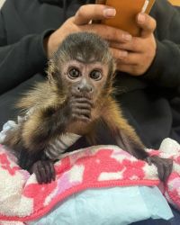 Capuchin monkeys for sale contact for rehoming fee