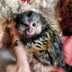 Licensed Capuchin Monkey ready now for adoption