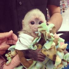 CAPUCHIN BABYS AVAILABLE