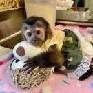 Amazing and Affectionate Outstanding Baby Capuchin Monkey