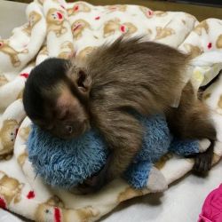 Cpuchin monkey for sale