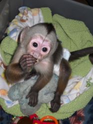 Awesome baby capuchin monkeys