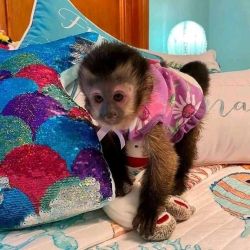 Capuchin Monkeys available