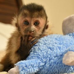 Adorable tamed Capuchins Monkey for Rehoming