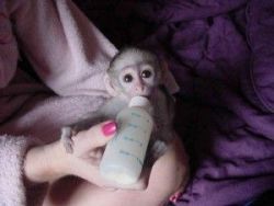 we have a female baby capuchin monkey for adoption