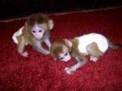 Twins babies capuchin monkey's for adoption