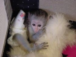 Lovely Capuchin Monkeys for Adoption