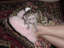 adorable capuchin monkeys for rehoming