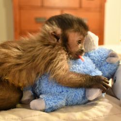 Family Raised Capuchins Monkey