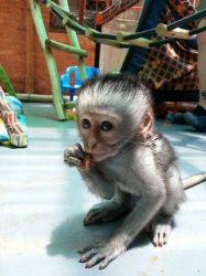 Cute Baby Capuchin monkey