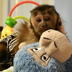 Lovely baby Capuchin monkey for adoption