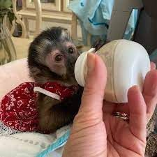 Sweat tame baby weeks old capuchin monkey for adoption