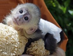 ADORABLE CAPUCHIN BABY'S