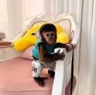 Amazing Baby Capuchin Monkey for Adoption