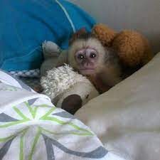 Capuchin Baby Monkey's