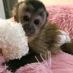 ADORABLE CAPUCHIN MONKEY'S AVAILABLE
