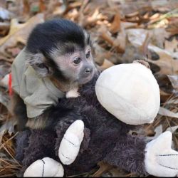 Adorable Capuchins Monkeys
