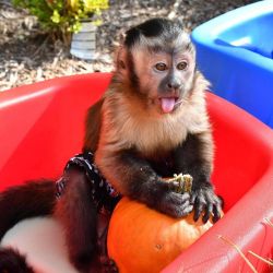 Capuchin monkeys for sale