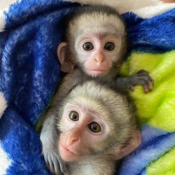ADORABLE capuchin monkeys for sale