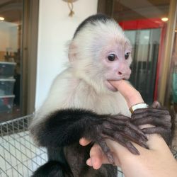 adorable capuchin monkeys