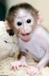 adorable capuchin monkeys fore sale